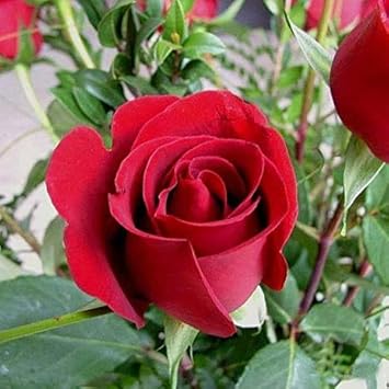 Flower Seeds, Seeds,Seeds For Planting,Plant Seeds