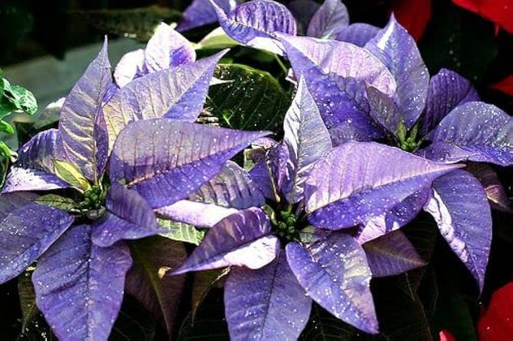 Violet Poinsettia Flower Seeds for Planting – Heirloom, Non-GMO, Vibrant Colors, High Germination