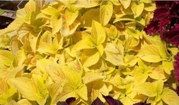 Flower Seeds, Seeds,Seeds For Planting,Plant Seeds