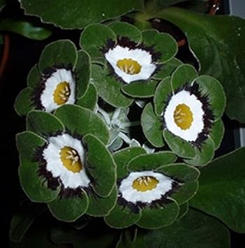 Flower Seeds, Seeds,Seeds For Planting,Plant Seeds