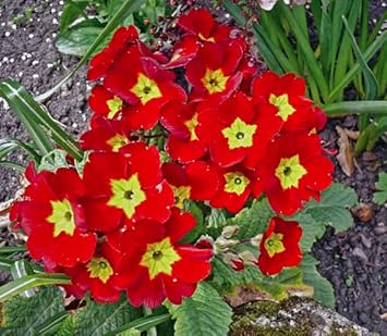 Flower Seeds, Seeds,Seeds For Planting,Plant Seeds