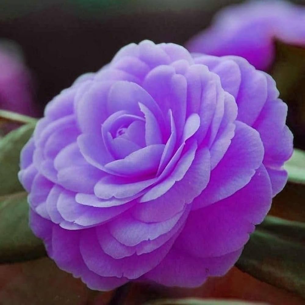 Violet Camellia Flower Seeds for Planting – Cut Flower Favorite, Heirloom, Non-GMO Home Garden