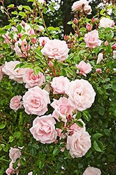 Flower Seeds, Seeds,Seeds For Planting,Plant Seeds