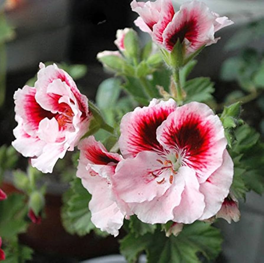 Flower Seeds, Seeds,Seeds For Planting,Plant Seeds