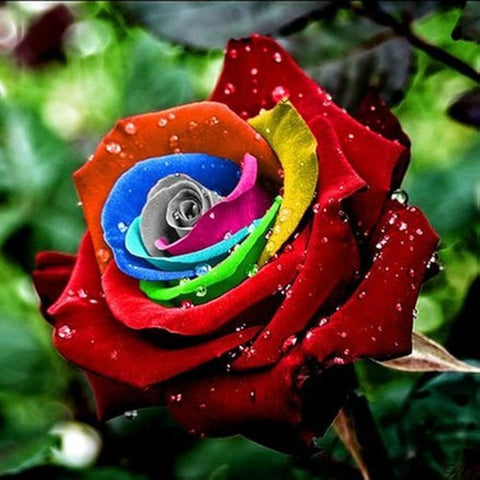 Flower Seeds, Seeds,Seeds For Planting,Plant Seeds