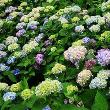 Flower Seeds, Seeds,Seeds For Planting,Plant Seeds