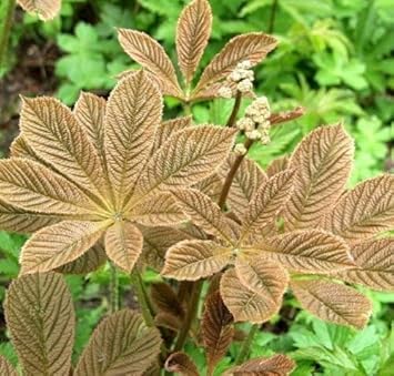 Flower Seeds, Seeds,Seeds For Planting,Plant Seeds