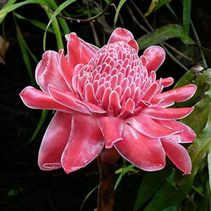 Flower Seeds, Seeds,Seeds For Planting,Plant Seeds