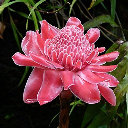 Flower Seeds, Seeds,Seeds For Planting,Plant Seeds