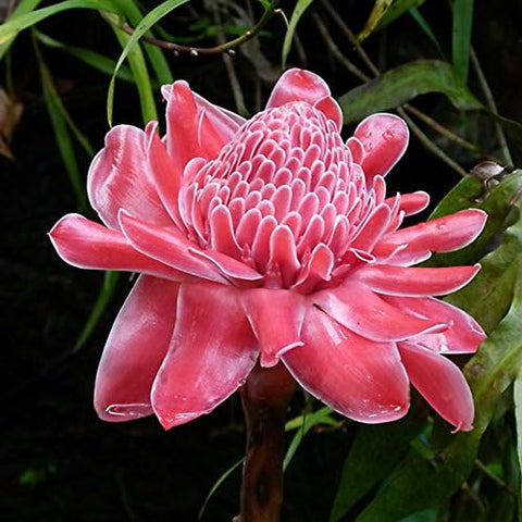 Flower Seeds, Seeds,Seeds For Planting,Plant Seeds
