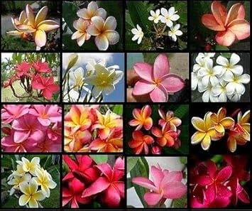 Mixed Egg Flower Seeds for Planting Heirloom Non-GMO High Germination Organic Garden Seeds