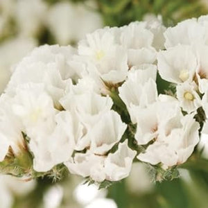 Flower Seeds, Seeds,Seeds For Planting,Plant Seeds