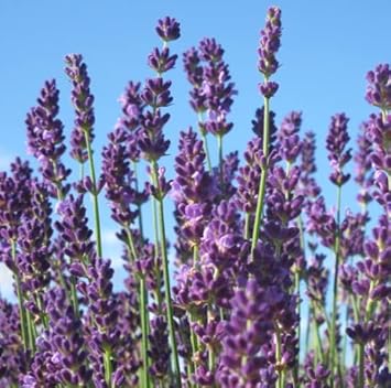 Flower Seeds, Seeds,Seeds For Planting,Plant Seeds