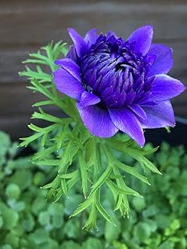 Flower Seeds, Seeds,Seeds For Planting,Plant Seeds