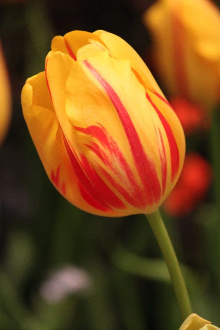 Red Yellow Tulip Flower Seeds for Planting – Heirloom, Non-GMO, High Germination Organic Garden Seeds