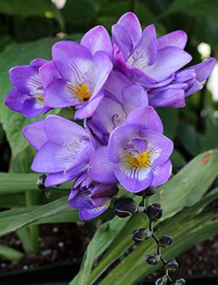 Freesia Flower Seeds for Planting – Heirloom Non-GMO Seeds for Home Garden, High Germination
