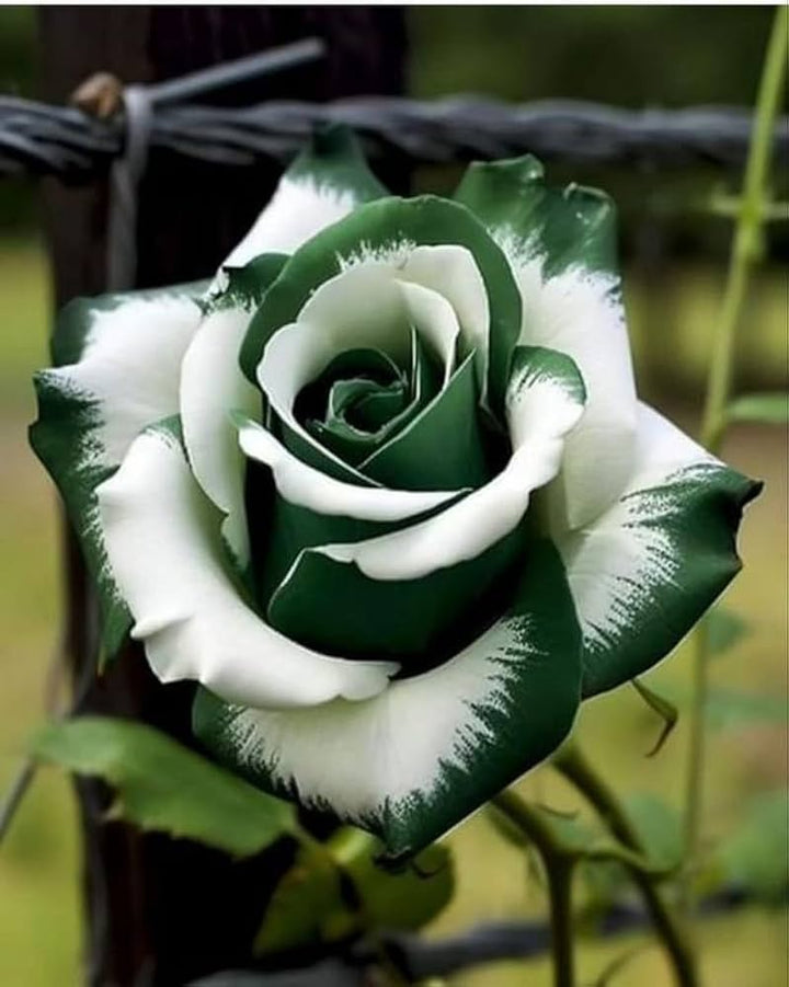Green White Rose Flower Seeds for Planting, Heirloom Non-GMO, High Germination Organic Garden Seeds
