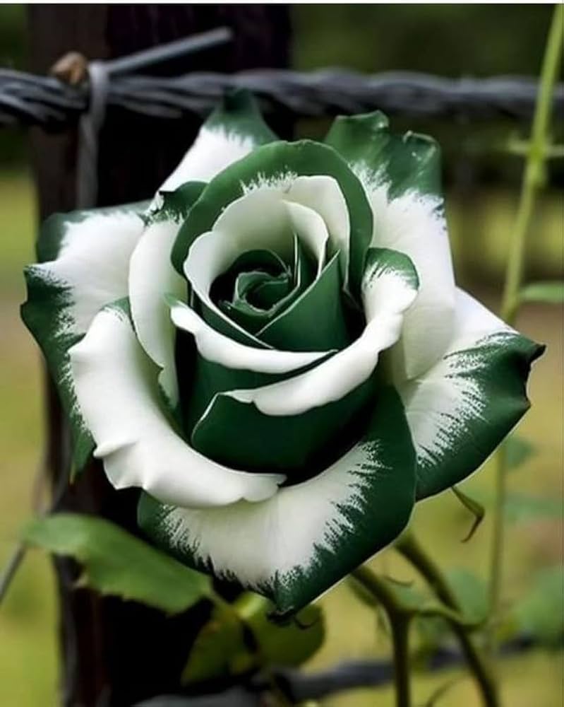 Green White Rose Flower Seeds for Planting, Heirloom Non-GMO, High Germination Organic Garden Seeds