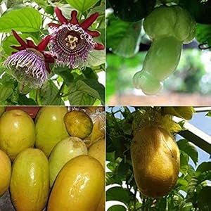 Red Passion Fruit seeds for planting – Heirloom & Non-GMO garden seeds, high-yield tropical variety