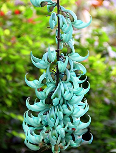 Green Strongylodon Macrobotrys Flower Seeds for Planting - Heirloom, Non-GMO, High Germination Organic Garden Seeds