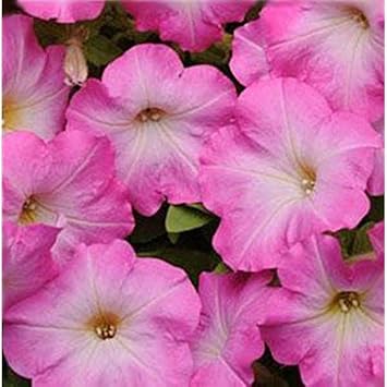 Flower Seeds, Seeds,Seeds For Planting,Plant Seeds