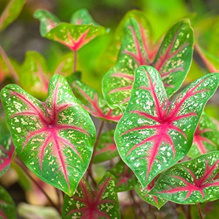 Caladium Leaf Flower Seeds for Planting – Heirloom, Non-GMO, High Germination Cottage Garden Seeds