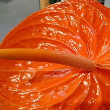 Flower Seeds, Seeds,Seeds For Planting,Plant Seeds