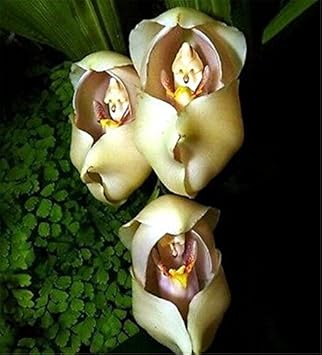 Flower Seeds, Seeds,Seeds For Planting,Plant Seeds
