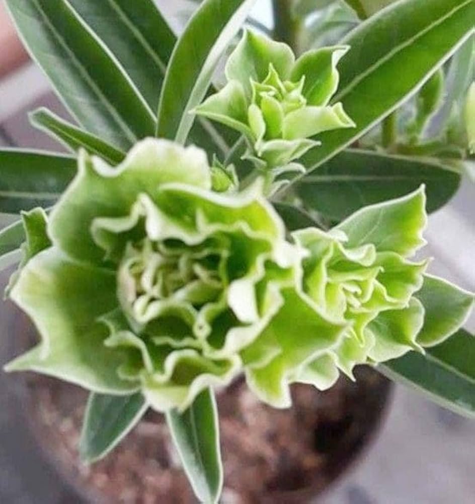 Flower Seeds, Seeds,Seeds For Planting,Plant Seeds