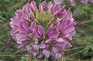 Flower Seeds, Seeds,Seeds For Planting,Plant Seeds