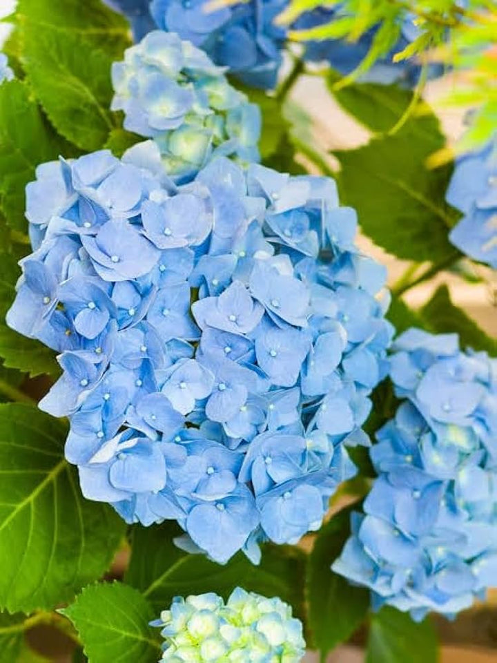 Blue Maidenhair Flower Seeds for Planting – Heirloom, Non-GMO, Colorful Display, High Germination