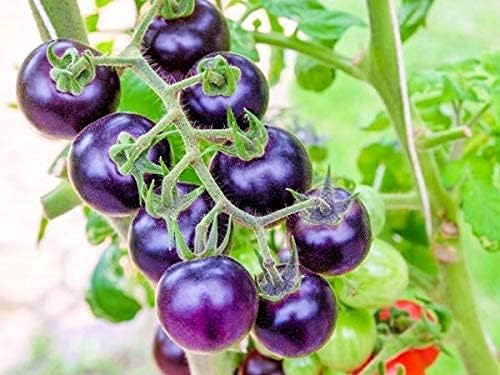 Blue Indigo Rose Tomato Vegetable Seeds for Planting – Heirloom & Non-GMO Seeds, Antioxidant-Rich Tomatoes