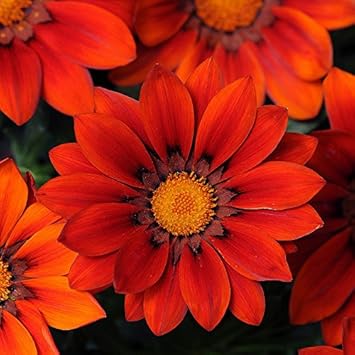 Flower Seeds, Seeds,Seeds For Planting,Plant Seeds