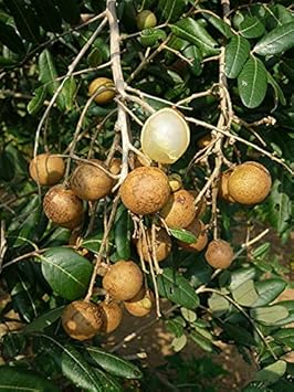 Fruit Seeds,Garden seeds, Seeds For Planting,Plant Seeds