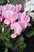 Baby Pink Cyclamen Flower Seeds for Planting – Pollinator Friendly, Heirloom, Non-GMO, High Germination