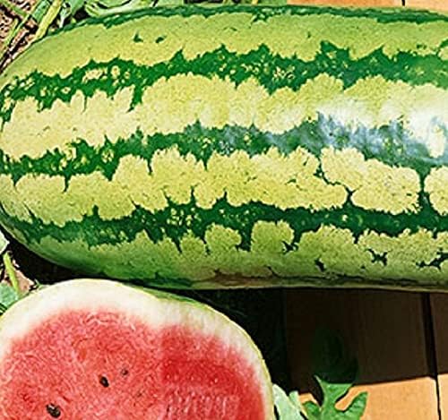 Light Green Watermelon seeds for planting - Heirloom & Non-GMO crisp summer fruit garden seeds