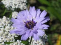 Blue Catananche Flower Seeds for Planting – Organic, Heirloom & Non-GMO Garden Love-in-a-Mist Blooms