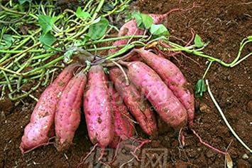 Vegetable Seeds,Garden seeds, Seeds For Planting,Plant Seeds