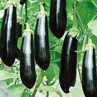 Fruit Seeds,Garden seeds, Seeds For Planting,Plant Seeds