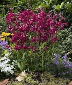 Flower Seeds, Seeds,Seeds For Planting,Plant Seeds