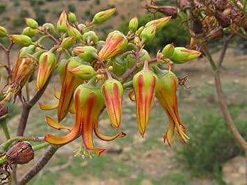 Vegetable Seeds,Garden seeds, Seeds For Planting,Plant Seeds