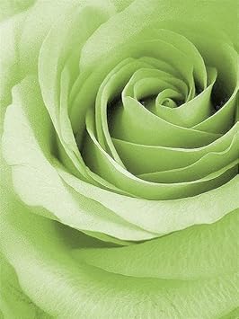 Flower Seeds, Seeds,Seeds For Planting,Plant Seeds