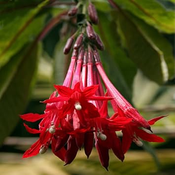 Flower Seeds, Seeds,Seeds For Planting,Plant Seeds