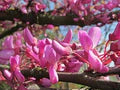 Pink Cercis Siliquastrum Flower Seeds for Planting – Heirloom, Non-GMO, Bright Blooms, Organic Garden Seeds