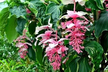 Flower Seeds, Seeds,Seeds For Planting,Plant Seeds