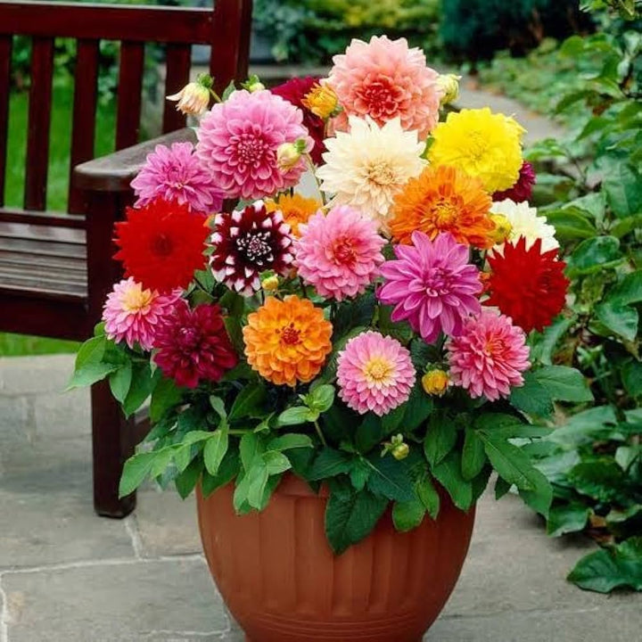 Dahlia Flower Seeds for Planting Mixed Colors – Premium Quality, Heirloom, Non-GMO, High Germination Organic Garden Seeds