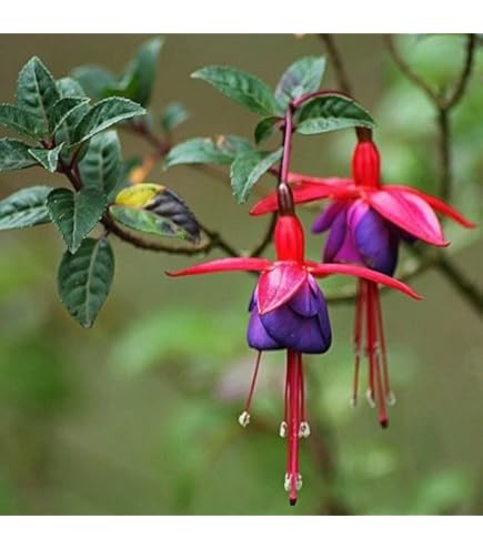 Dark Violet Fuchsia Flower Seeds for Planting – Heirloom, Non-GMO, High Germination, Organic Garden Seeds