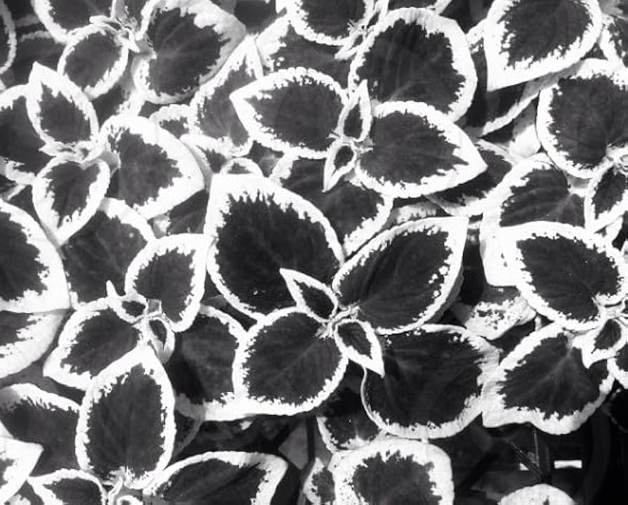 Flower Seeds, Seeds,Seeds For Planting,Plant Seeds