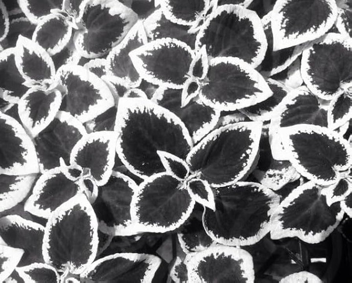 Flower Seeds, Seeds,Seeds For Planting,Plant Seeds