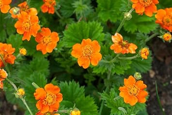 Flower Seeds, Seeds,Seeds For Planting,Plant Seeds